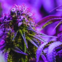 How Does Delta 8 Flower Compare to CBD for Health and Wellness?