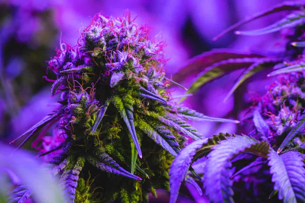 How Does Delta 8 Flower Compare to CBD for Health and Wellness?